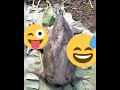 a 72 kilo cat fish trapped in dikhu river bura namsang village longleng nagaland 🤗