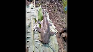 A 72 kilo cat fish trapped in Dikhu river Bura Namsang village, Longleng Nagaland 🤗