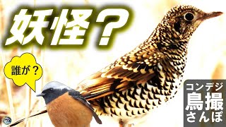 コンデジ鳥撮散歩　妖怪鵺とは？　兵庫県・北播磨