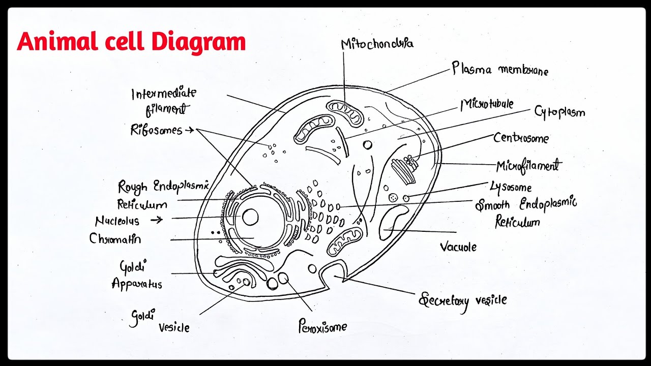 How To Draw Animal Cell Diagram | Easy Animal Cell Drawing - Step By ...