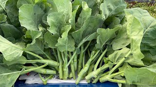 ตัดคะน้าสดๆงามๆ harvested Chinese kale at garden