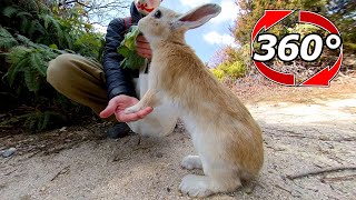 【360度動画】うたっちで食べているウサギに手を貸してあげた🐇