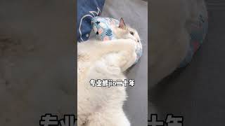 今天就来给大家表演修jio毛 #猫爪#吸猫#布偶猫 @抖音小助手@抖音星探家