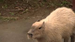 カピバラ　（バイオパーク篇）脱走カピ無事帰還