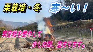 【栗畑の管理】単なる剪定枝の焼却動画。寒波で雪が積もる前に、野焼きでまったりと暖をとります。