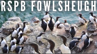 I was up early to look for puffins at RSPB Fowlsheugh. Spoiler alert: THIS VIDEO CONTAINS NO PUFFINS