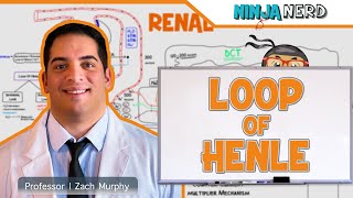 Renal | Loop of Henle
