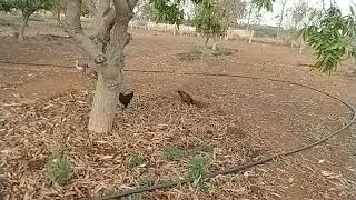 Natu Kodi farming (నాటుకోళ్ల పెంపకం లాభమా నష్టమా)