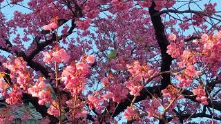 ⛩️荏原神社の寒緋桜とメジロ 寒糸非桜