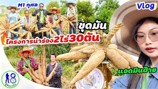 🔥Vlog พาชมเบื้องหลังขุดมันM1กุศล! EP5 ปลูกมันนำร่อง2ไร่30ตัน | แอดมินฝ้าย ผู้จัดการมัน