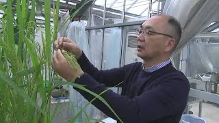 秋の褒章　岡山大学の馬教授が紫綬褒章「食の安全につながる成果」高松市の染物職人、大川原さんが黄綬褒章「技術を伝承」