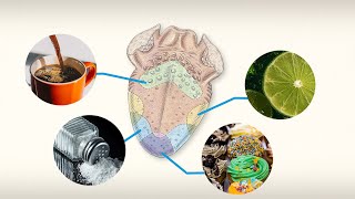 Did You Know: Do Different Parts of the Tongue Taste Different Flavors? | Encyclopaedia Britannica