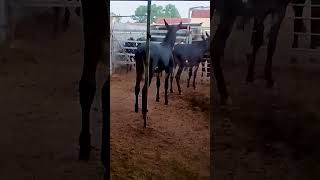 Funniest Donkey Ever Donkey Training the fun way 508