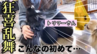 大好きな人に再会し、飼い主が見たことない喜び方をするチワワ