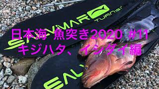 日本海  魚突き2020  #11