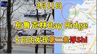 3月11日，纽约布鲁克林，Bay Ridge七日内发现第二......