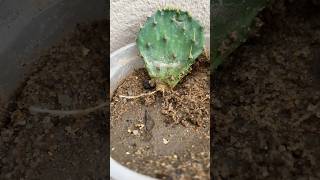 Bunny Ear Cactus Propagation with RESULTS!!!👆🏻💯😱 | Youtube Shorts | #youtubeshor