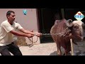 Buri Buffalo || Milk Capacity 18 Lt || Male Calf || Village Kalheri(Karnal)
