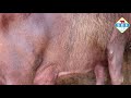 Buri Buffalo || Milk Capacity 18 Lt || Male Calf || Village Kalheri(Karnal)
