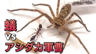 蟻王国＃21 アリvsアシダカグモ(軍曹) ant vs Heteropoda venatoria! アリとクモの極致バトル！アシダカグモ 編〜3