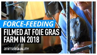 How Is Foie Gras Made? | Inside A Foie Gras Farm – France, 2018 | Animal Equality