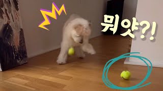 공 두개 던졌을 때 푸피츠 강아지 반응ㅋㅋ | spitzpoo Tofu’s game day!