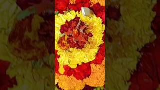 ma puttinti bathukamma #viral#