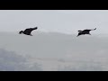 a la rencontre des majestueux rapaces des cévennes 🦅