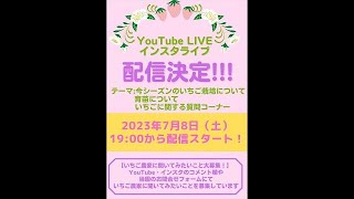 【いちご農家】今シーズンのいちご栽培について