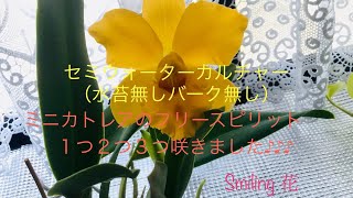 ミニカトレア、フリースピリット１つ２つ３つ開花♪♪♪