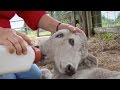 Cow gives birth to two-headed calf