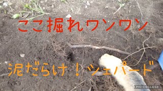 ここ掘れワンワン、パート① German Shepherd Dog