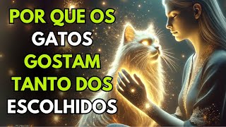 POR QUE GATOS SE APEGAM AOS ESCOLHIDOS? UMA CONEXÃO QUE VAI TE ASSUSTAR!