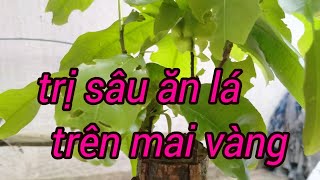 Cách đặc trị sâu ăn lá và đọt trên mai vàng