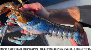 The Super Rare Half-Male, Half-Female, Half-Blue, Half-Orange Lobster