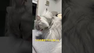 実録　モフモフ猫の毛繕い　#shorts  #もふもふ #ねこのいる生活