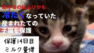 冷たくなっていた子猫の保護、14日目