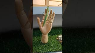 My little praying mantis #audio #music #prayingmantis #hand #woodhand #remix