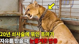 20년 쇠사슬에 묶인 퓨마가 자유를 받을 때 눈물겨운 반응