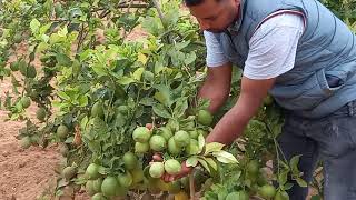 الليمون أربع فصول: مواصفات الشجرة الناجحة citronnier