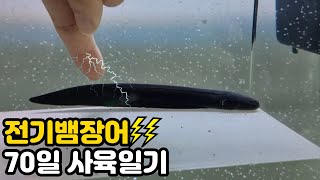 사람도 죽이는 전기뱀장어를 핸들링해서 키워보자!(60일간의 일기)