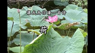 讓我為你讀一首詩 -- 荷花