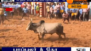 alanganallur jallikattu 2017