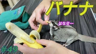 【フクモモ】何故か皮を食べたがるフクロモモンガ