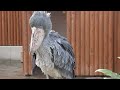 ハシビロコウ　ふたばちゃん　のんびり羽づくろい　【掛川花鳥園】shoebill futaba chan kakegawa garden