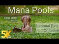5K African Wildlife Documentary Film - Mana Pools National Park, Zimbabwe, Africa - 1 HR