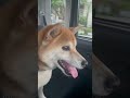 大嫌いな病院に向かうことを知らない柴犬もんきち