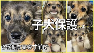 【保護犬】多頭飼育崩壊寸前で保護しました。かわいすぎる子犬たち