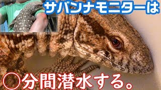 【オオトカゲ】サバンナモニター潜水記録は◯分！！