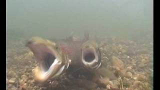 Atlantic salmon spawning act (desove de salmon Atlantico)